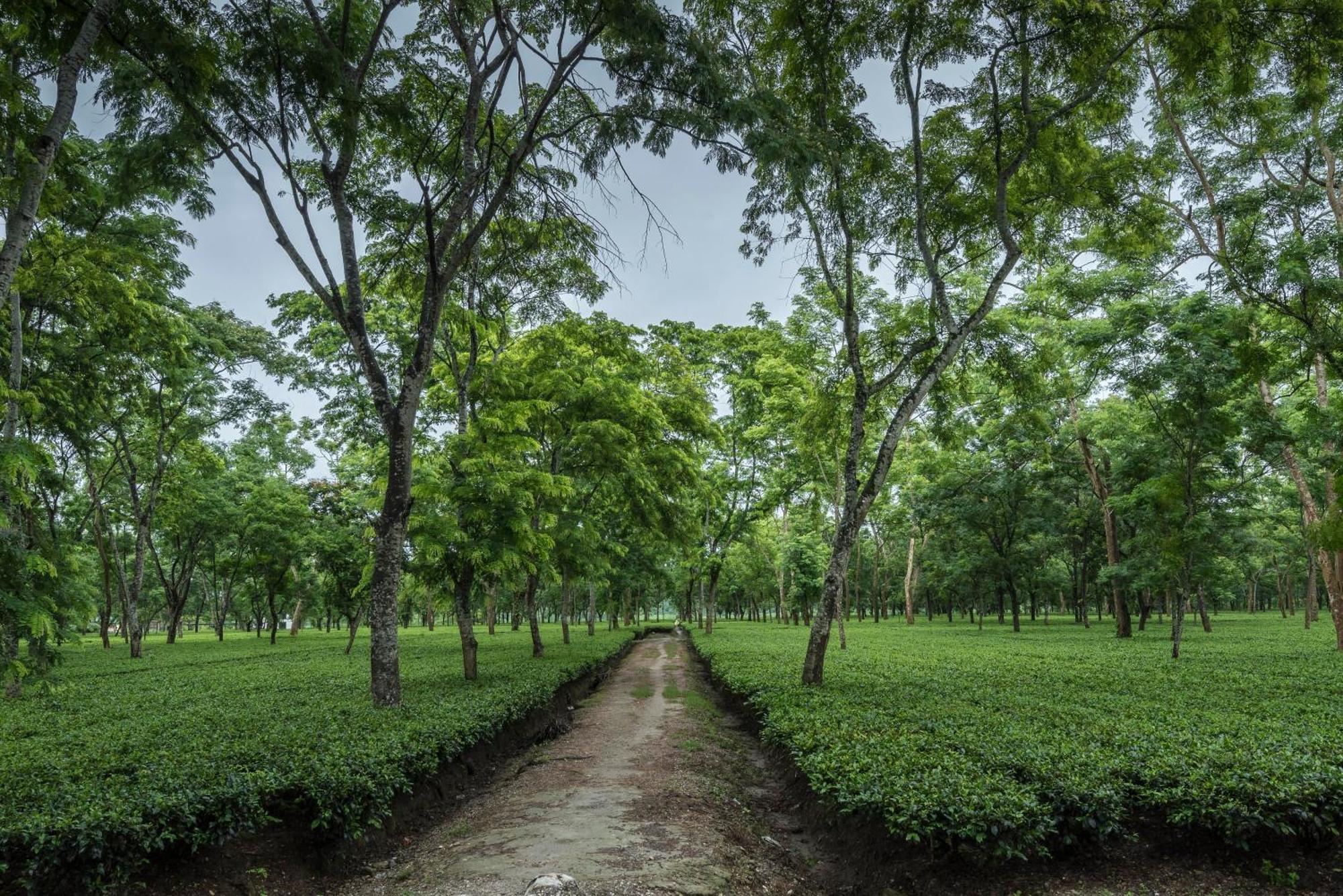 Tusker Tea County Hotel Chālsa Kültér fotó